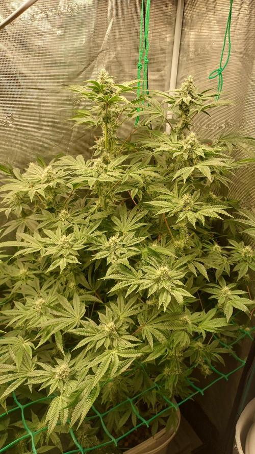 Gmo-animal cookies. Week 11