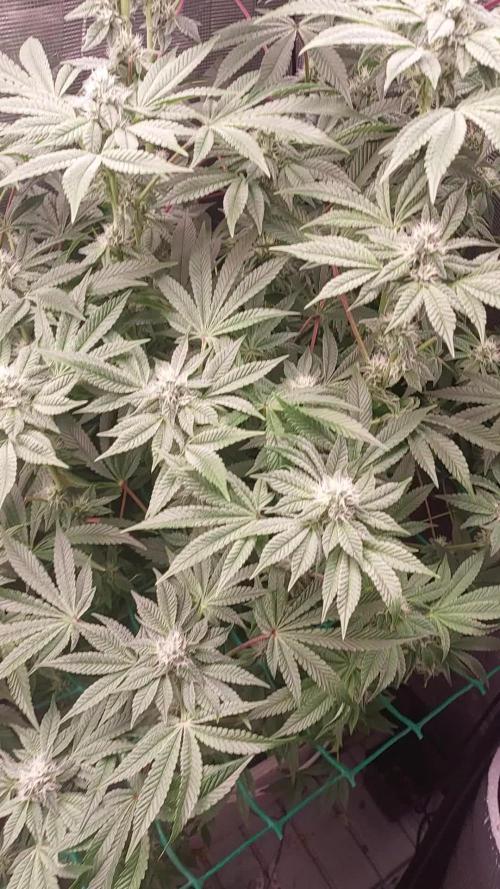 Gmo-animal cookies