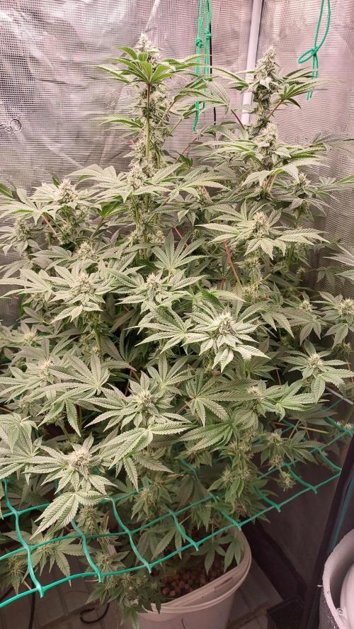 Gmo-animal cookies. Week 11