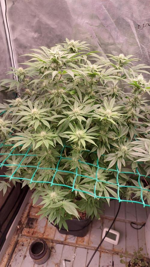 Broccoli. Week 11