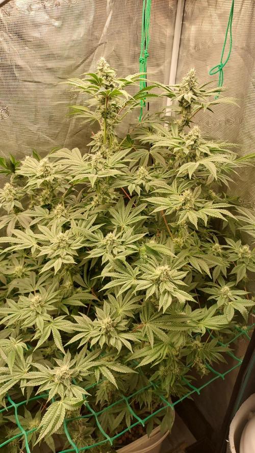 Gmo-animal cookies. Week 11