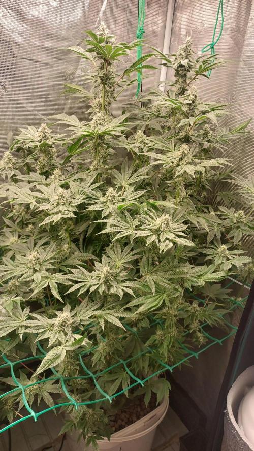 Gmo-animal cookies. Week 11