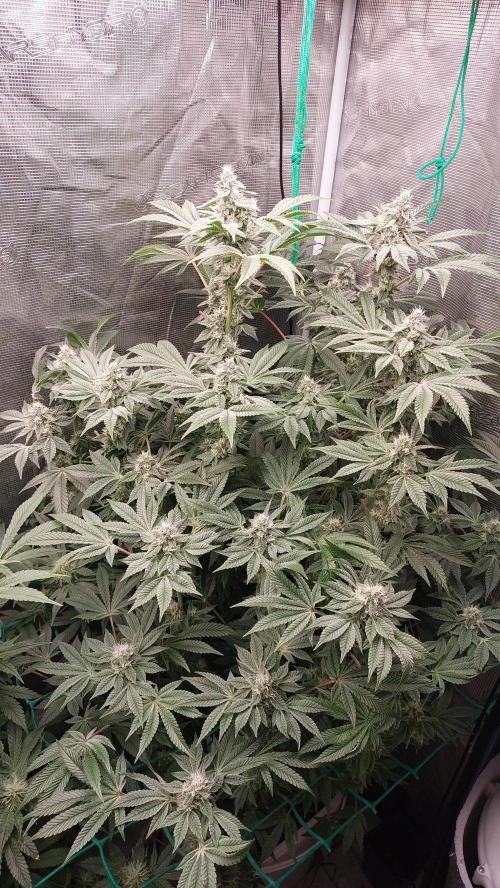 Gmo-animal cookies. Week 11