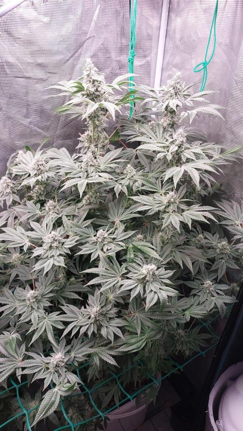 Gmo-animal cookies. Week 11