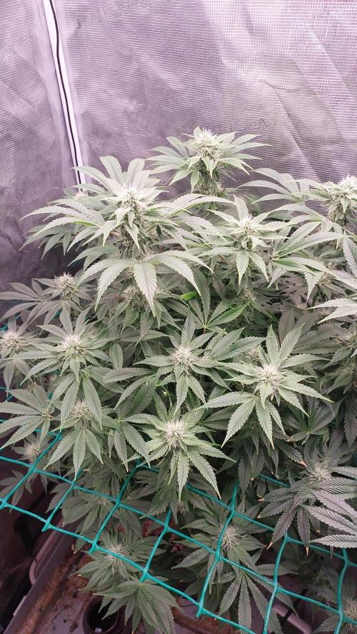 Broccoli. Week 11