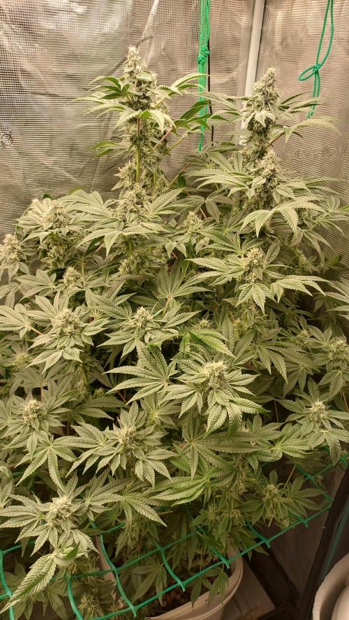 Gmo-animal cookies. Week 12