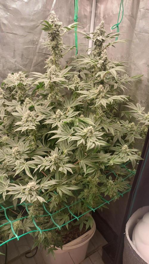 Gmo-animal cookies. Week 12
