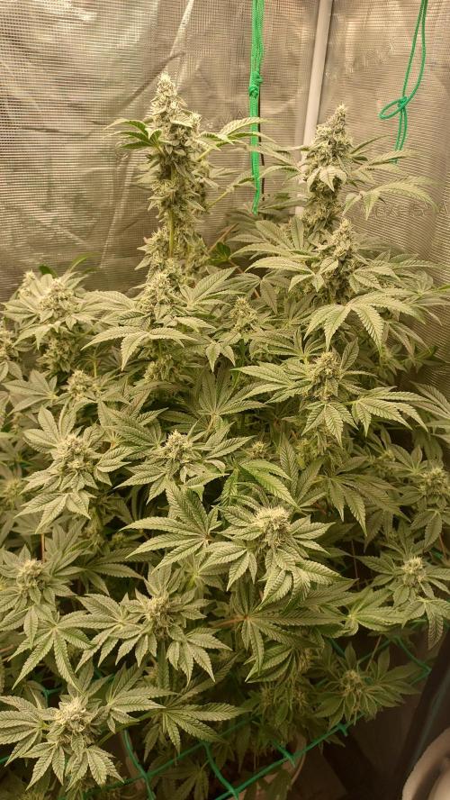 Gmo-animal cookies. Week 12