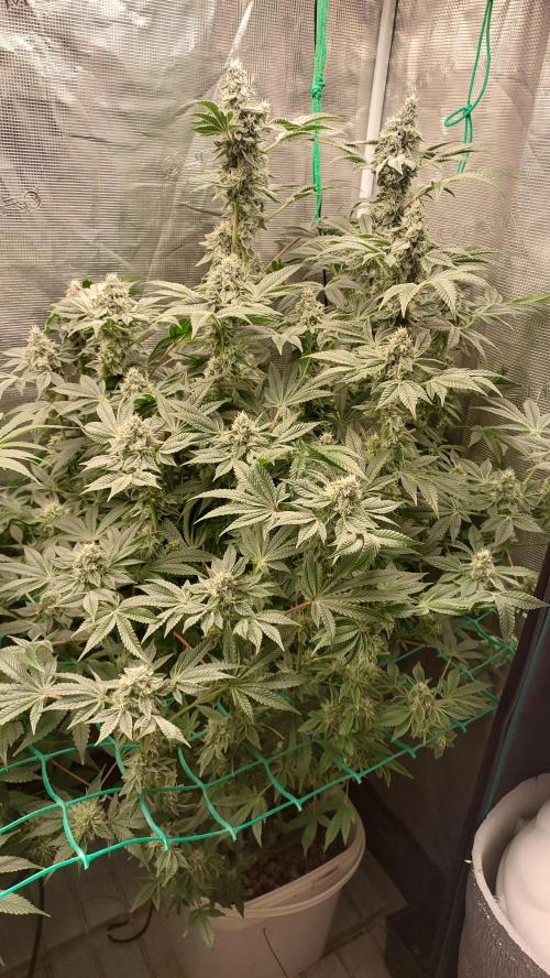 Gmo-animal cookies. Week 12