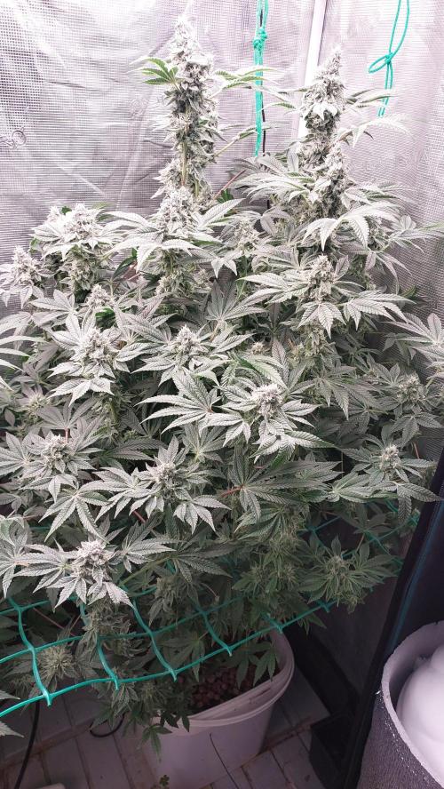 Gmo-animal cookies. Week 12