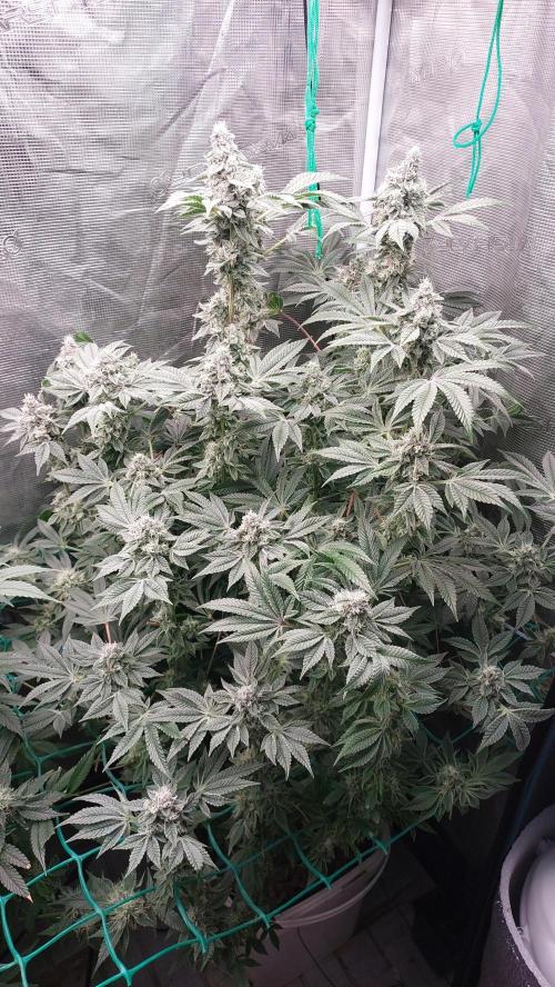 Gmo-animal cookies. Week 12
