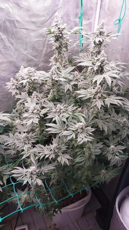 Gmo-animal cookies. Week 12
