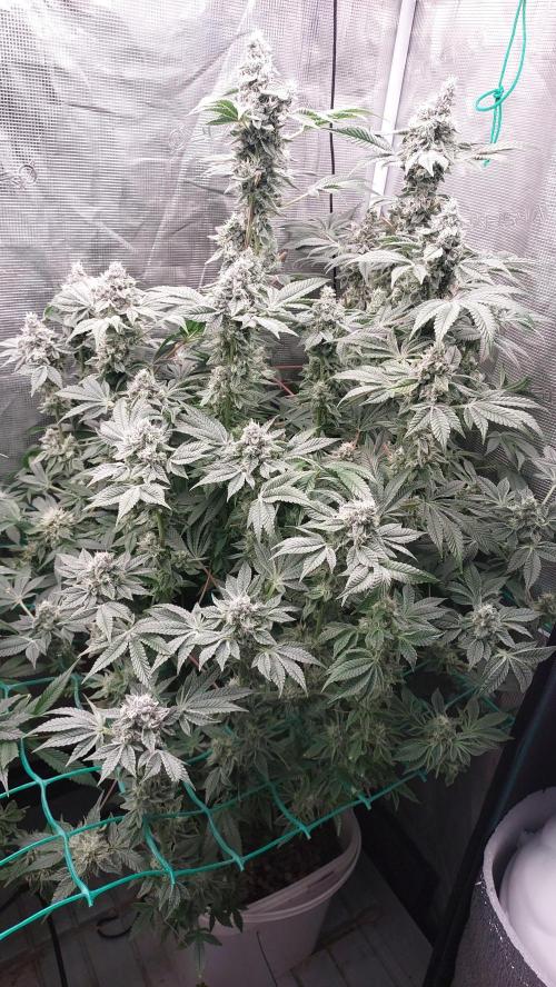Gmo-animal cookies. Week 13