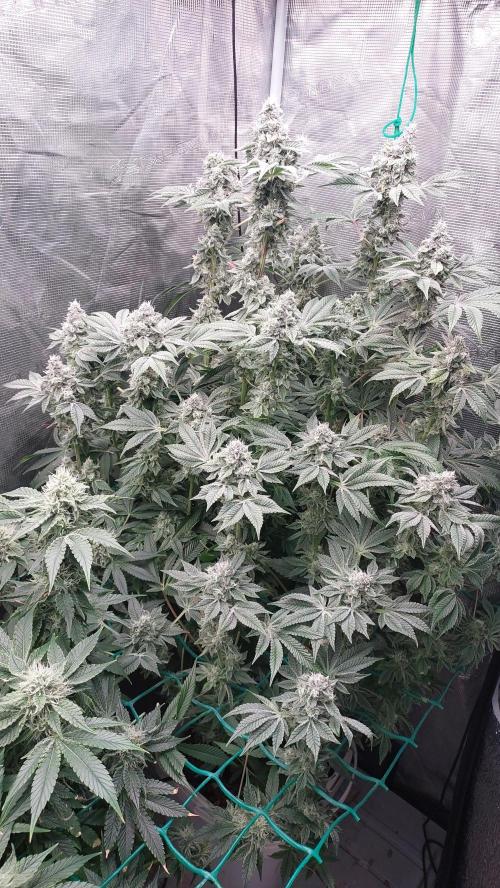 Gmo-animal cookies. Week 13