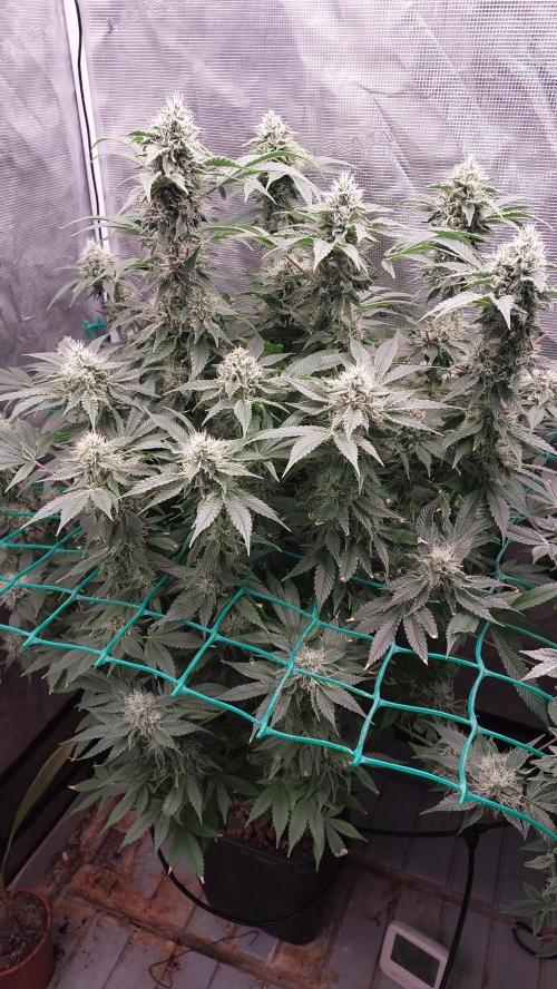 Broccoli. Week 13
