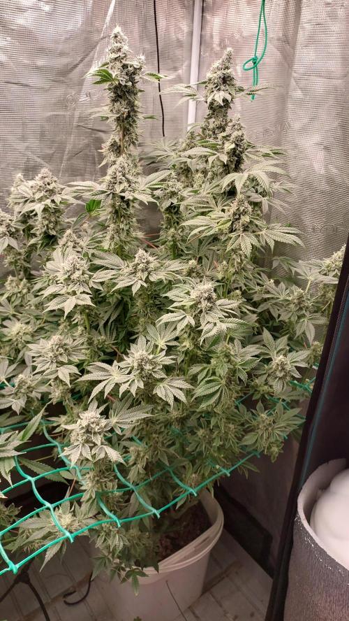 Gmo-animal cookies. Week 13