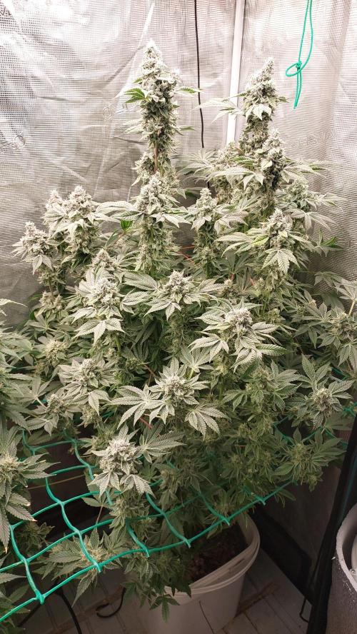 Gmo-animal cookies. Week 13