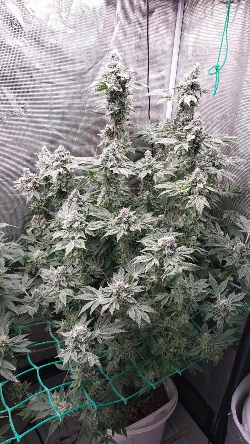 Gmo-animal cookies. Week 13