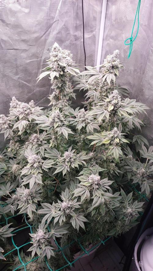 Gmo-animal cookies. Week 13