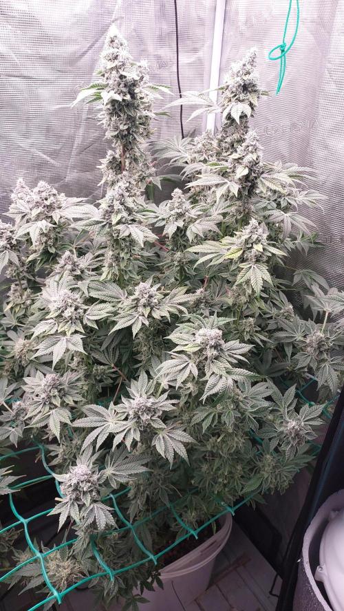 Gmo-animal cookies. Week 13