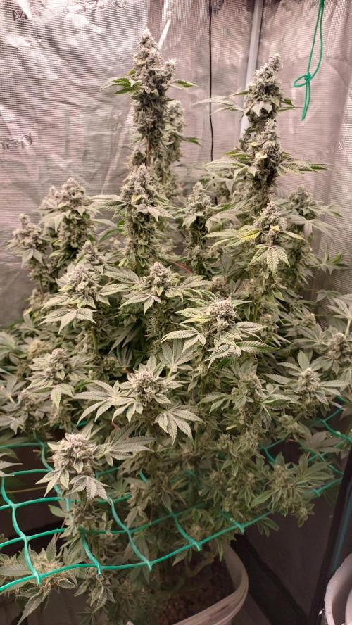 Gmo-animal cookies. Week 14