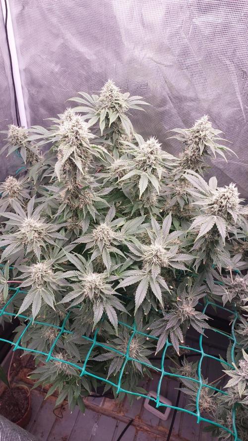 Broccoli. Week 14