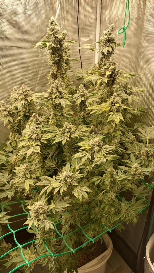 Gmo-animal cookies. Week 14