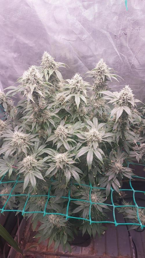 Broccoli. Week 14