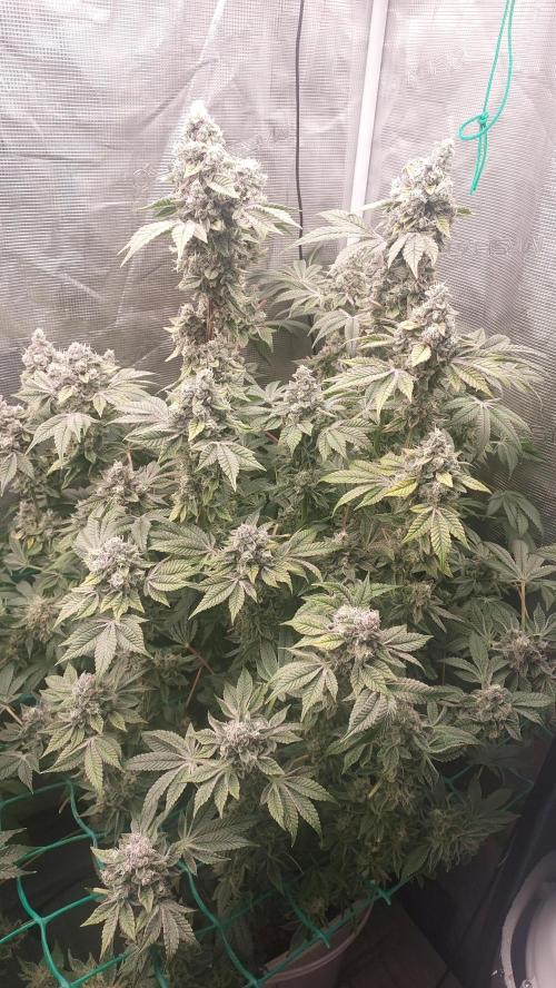 Gmo-animal cookies. Week 14