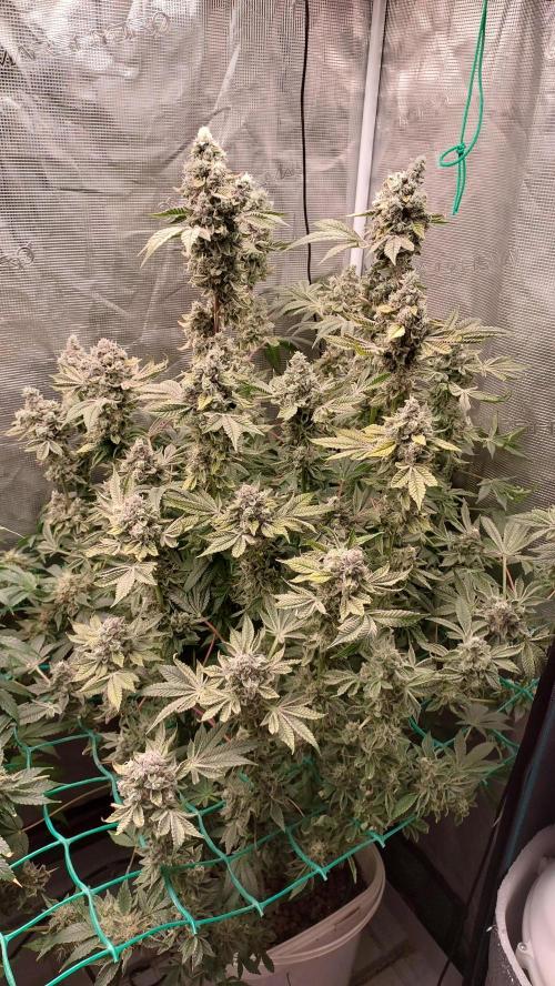 Gmo-animal cookies. Week 14