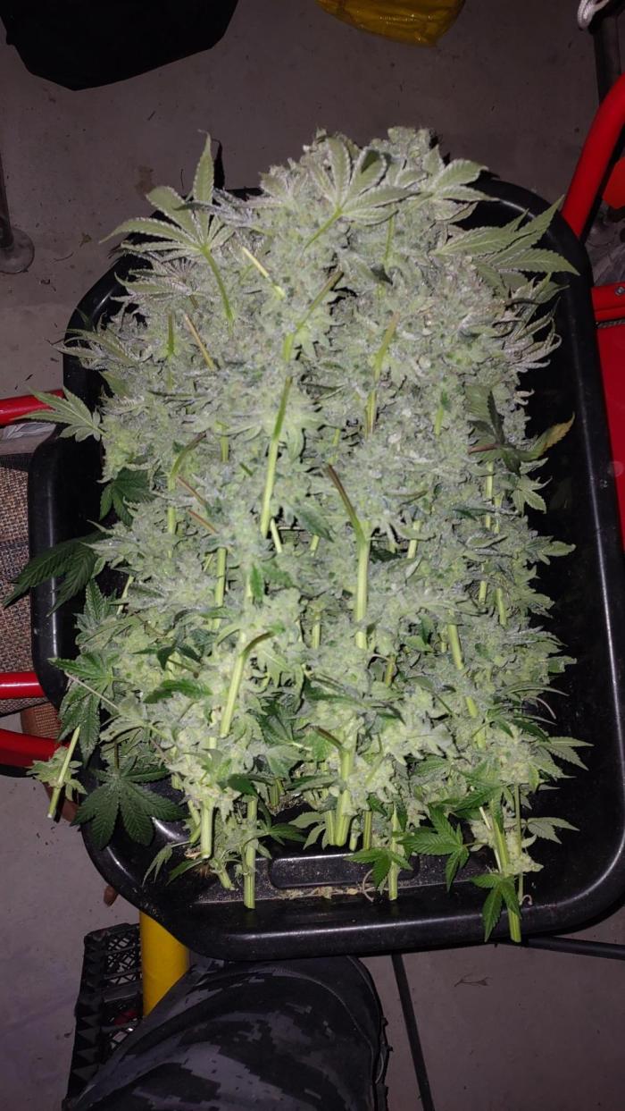 Gmo-animal cookies. Week 14
