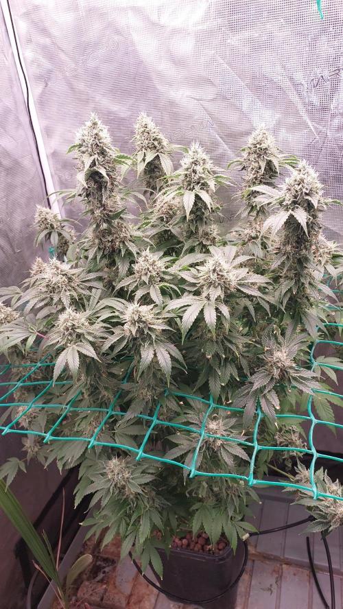 Broccoli. Week 14