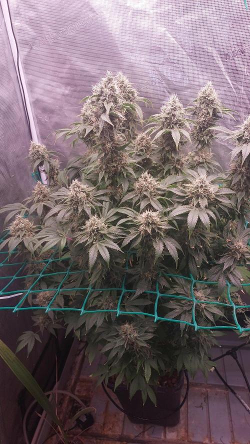 Broccoli. Week 14