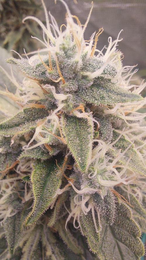 Broccoli. Week 15