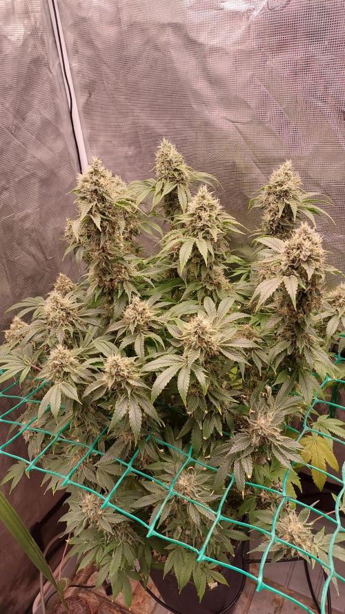 Broccoli. Week 15