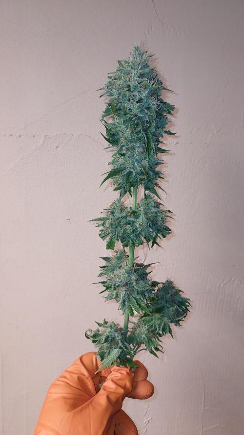 Broccoli. Week 16