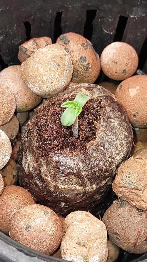 Gopher Glue. Week 0