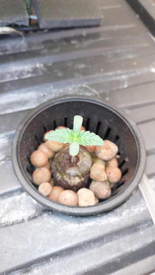 Gopher Glue. Week 0