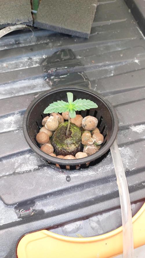Gopher Glue. Week 0