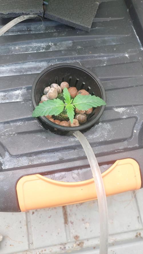 Gopher Glue. Week 0