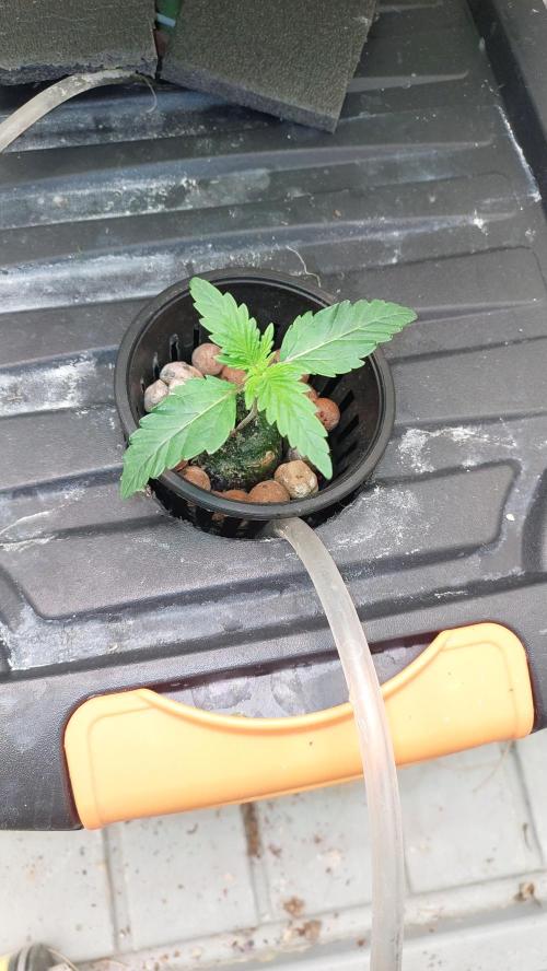 Gopher Glue. Week 0