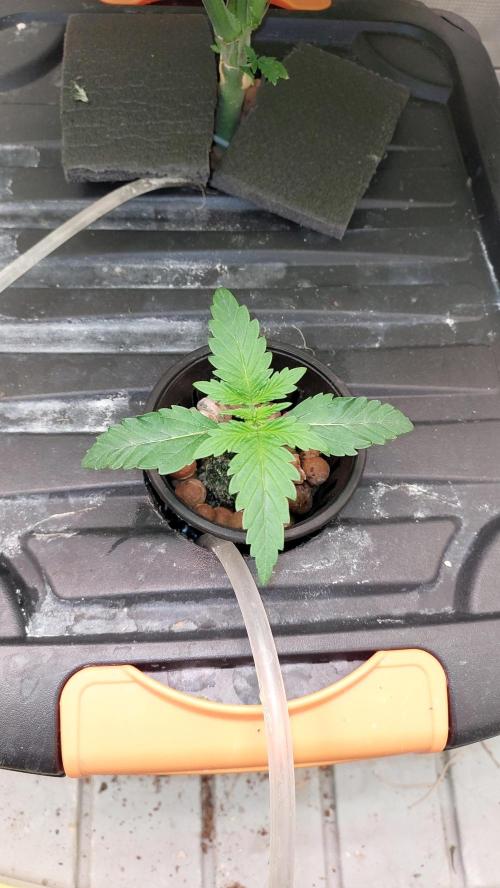 Gopher Glue. Week 1