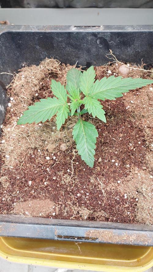 Gopher Glue. Week 1