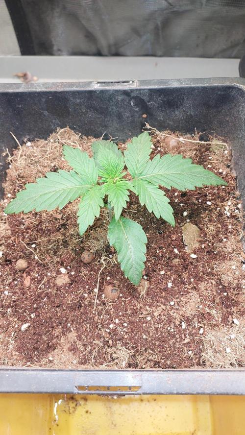 Gopher Glue. Week 1
