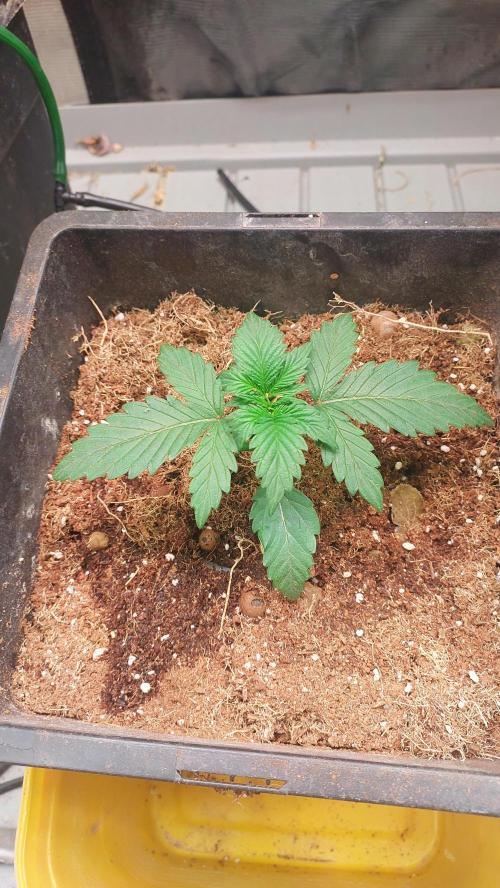 Gopher Glue. Week 1