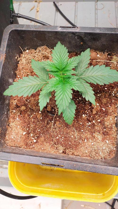 Gopher Glue. Week 1