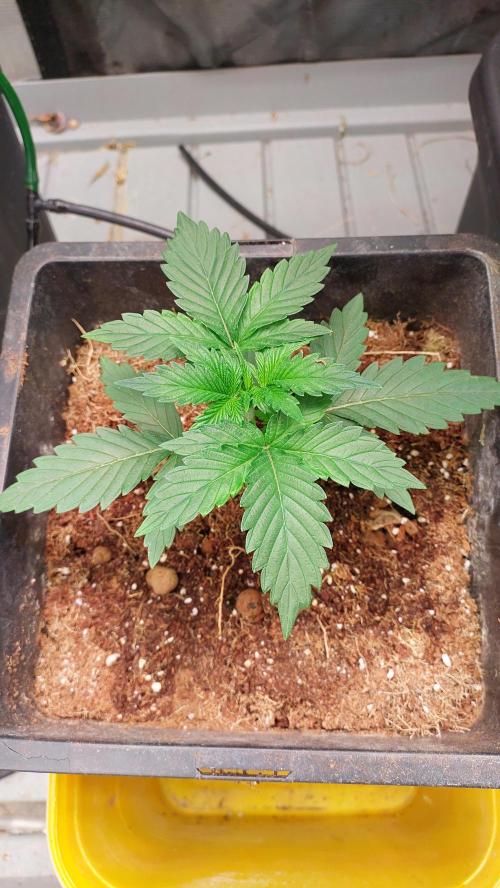 Gopher Glue. Week 1