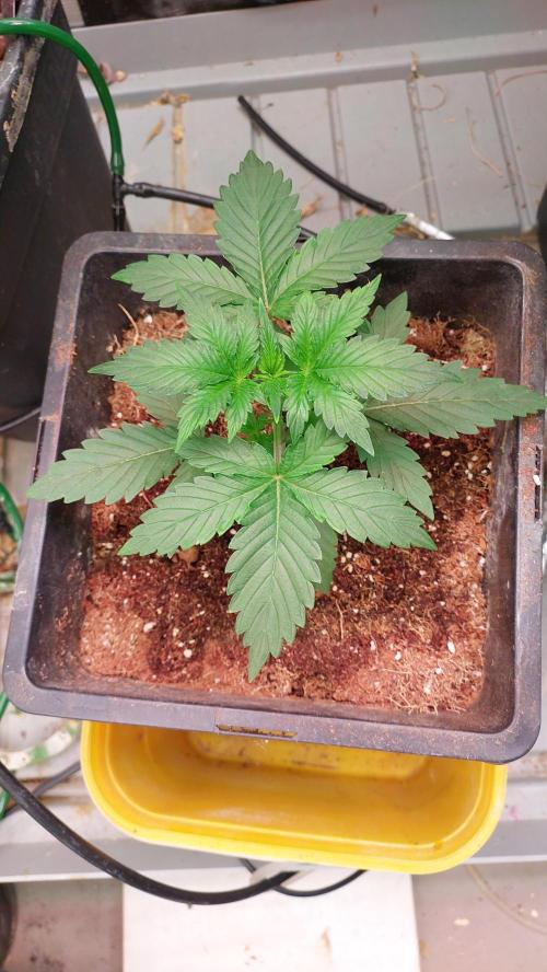 Gopher Glue. Week 2