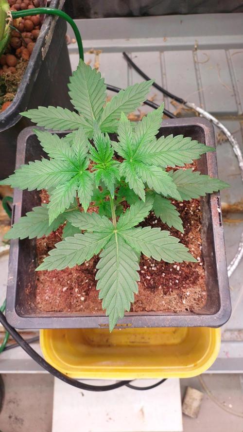 Gopher Glue. Week 2