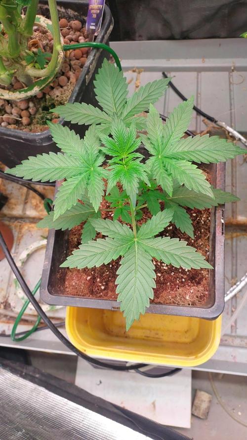 Gopher Glue. Week 2
